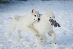 Hope - Wspolne zabawy szczeniat 11 tygodni